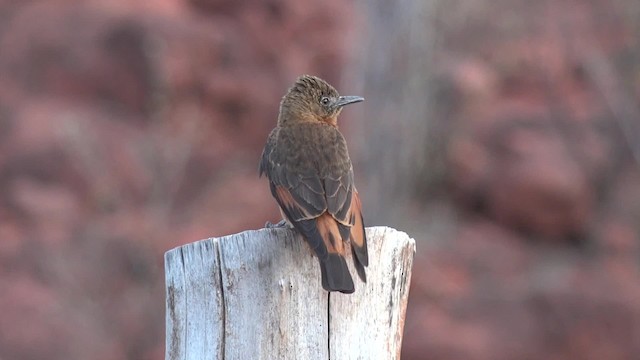 Cliff Flycatcher (Swallow) - ML201660651