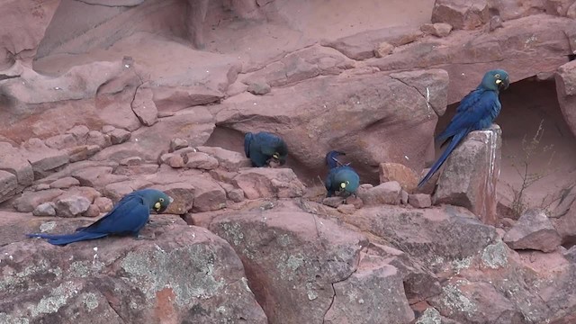 コスミレコンゴウインコ - ML201660761