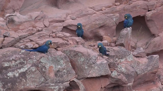 コスミレコンゴウインコ - ML201660771