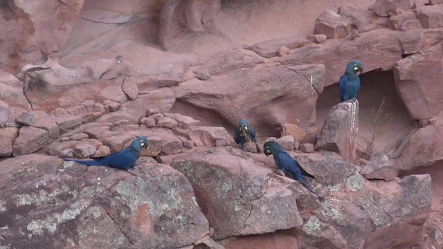 コスミレコンゴウインコ - ML201660791