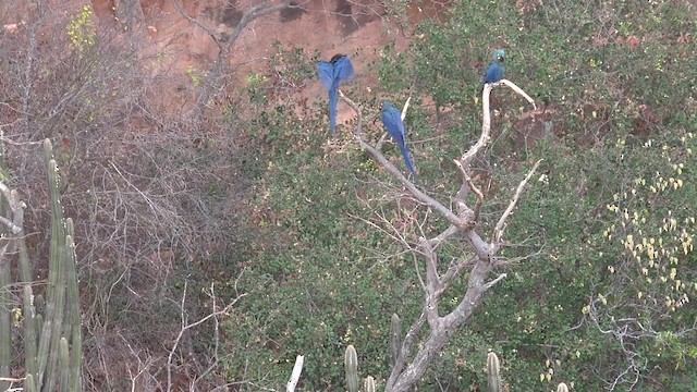 Guacamayo de Lear - ML201660811