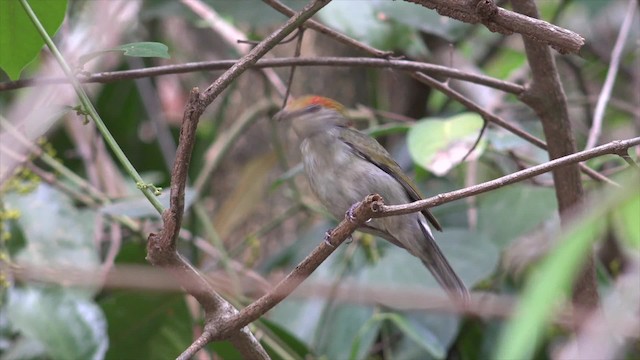 Araripe Manakin - ML201660821