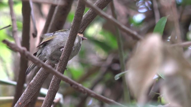 Araripe Manakin - ML201660831