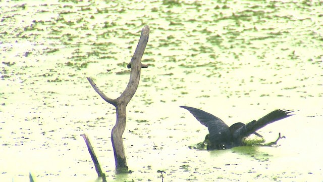 アメリカササゴイ（virescens／bahamensis） - ML201661011