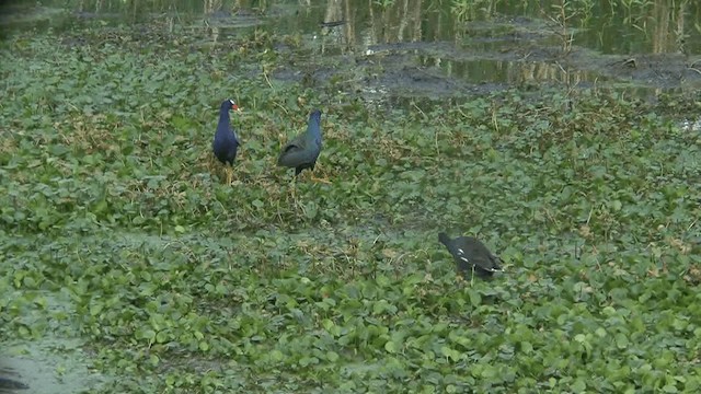 Purple Gallinule - ML201661071