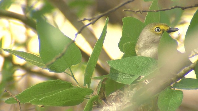 Weißaugenvireo - ML201661101