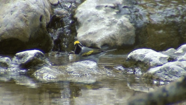 Golden-winged Warbler - ML201661111