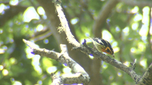 Blackburnian Warbler - ML201661131