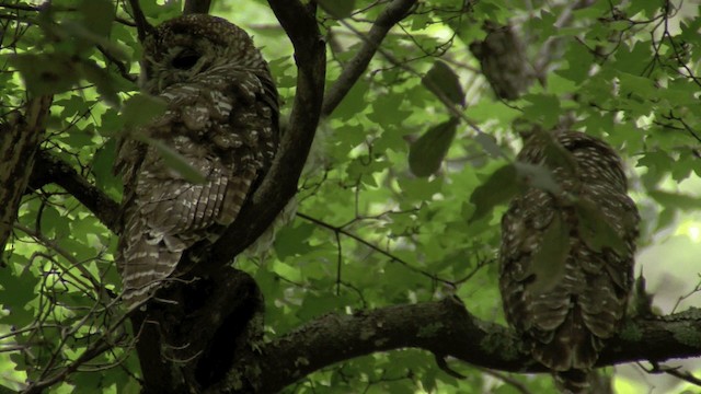 puštík západní (ssp. lucida) - ML201661171