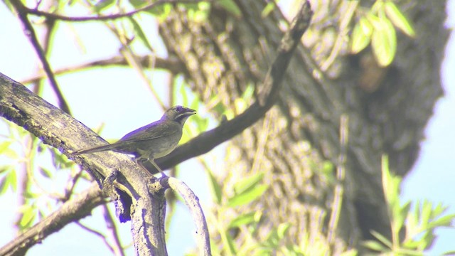 Five-striped Sparrow - ML201661201