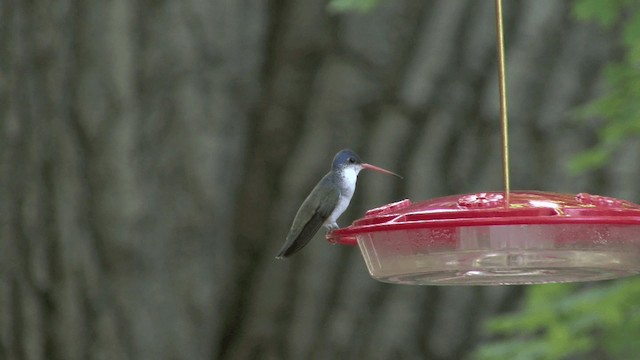kolibřík fialovokorunkatý - ML201661221