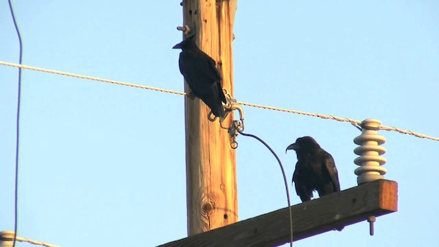 Chihuahuan Raven - ML201661231