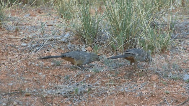 Canyon Towhee - ML201661241