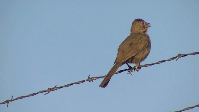 Canyon Towhee - ML201661251