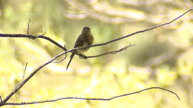 Buff-breasted Flycatcher - ML201661291