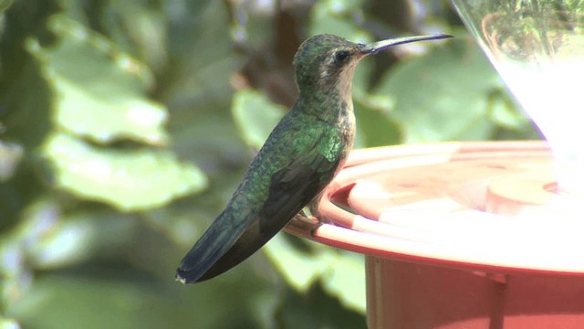 Colibrí Piquiancho Común - ML201661311