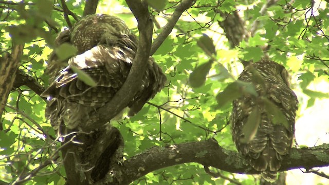 Spotted Owl (Mexican) - ML201661321