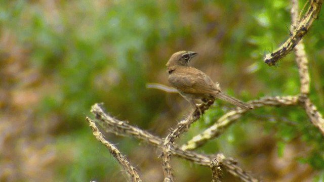 Five-striped Sparrow - ML201661341