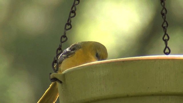 Hooded Oriole (nelsoni Group) - ML201661401