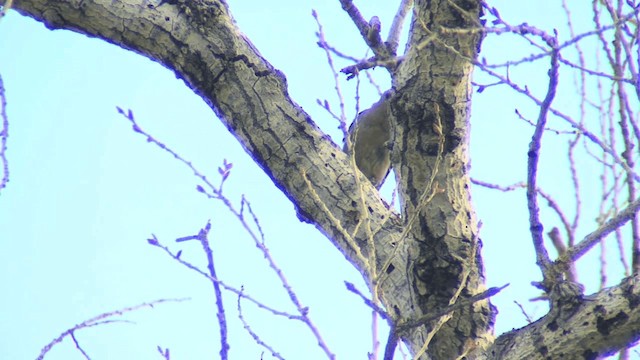 Gila Woodpecker - ML201661411