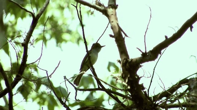 Dusky-capped Flycatcher (olivascens) - ML201661431