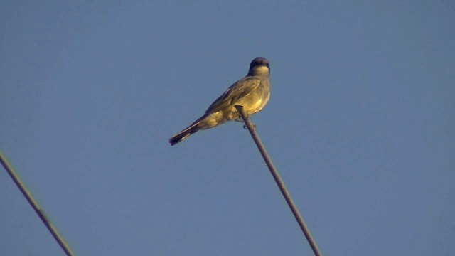 Cassin's Kingbird - ML201661441