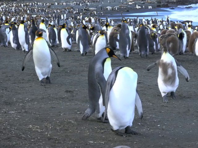 King Penguin - ML201661451