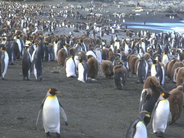 King Penguin - ML201661461