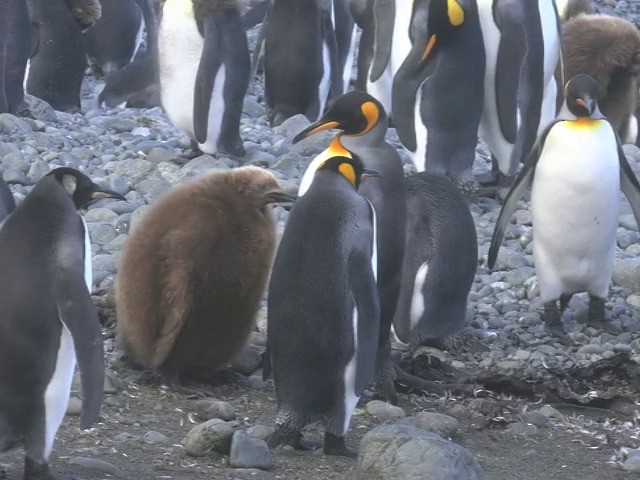 King Penguin - ML201661471