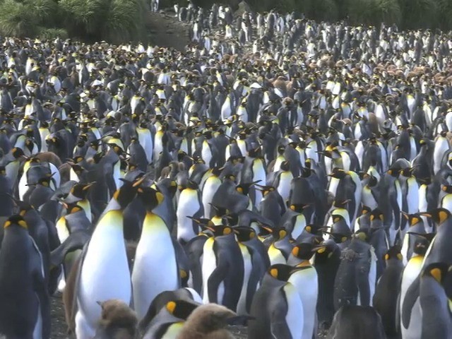 King Penguin - ML201661481