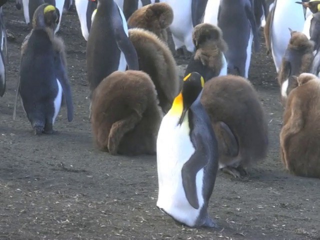 King Penguin - ML201661491