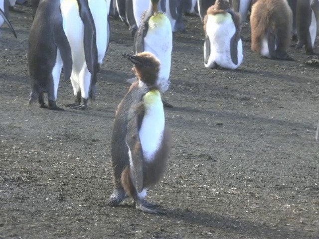 King Penguin - ML201661501