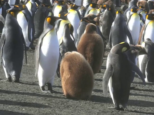 King Penguin - ML201661511