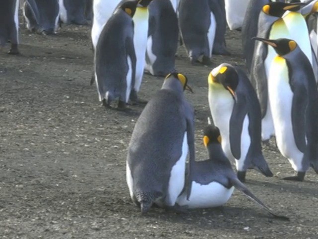 King Penguin - ML201661531
