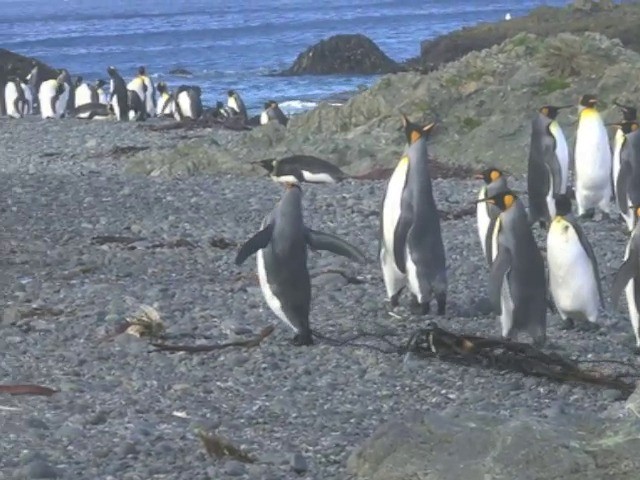 King Penguin - ML201661541
