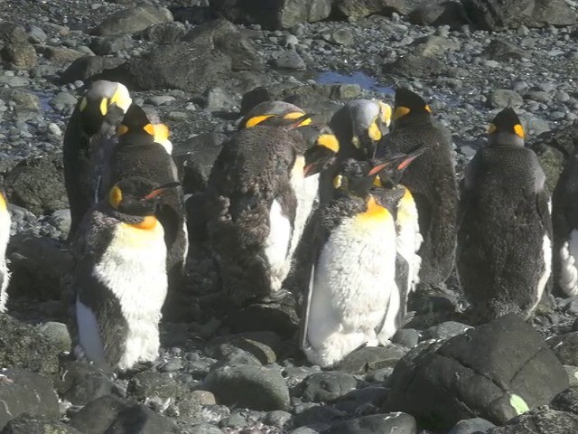 King Penguin - ML201661551