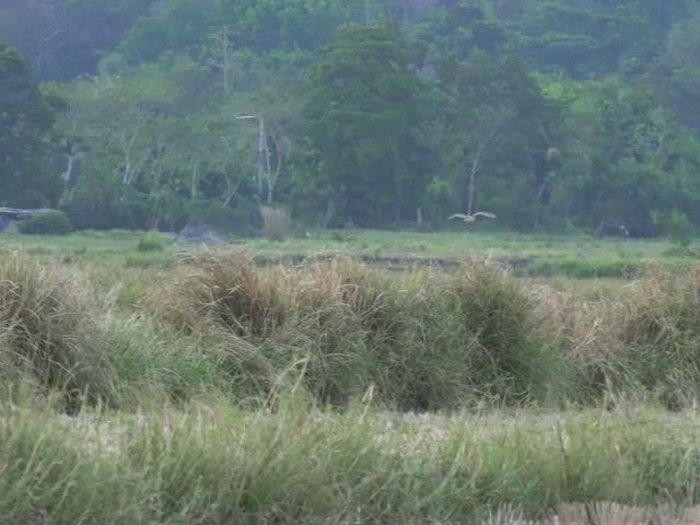 Australasian Grass-Owl - ML201661571