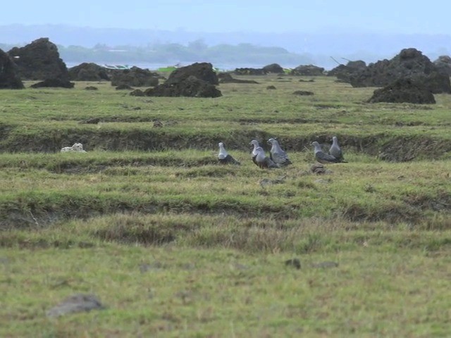 Spotted Imperial-Pigeon - ML201661621