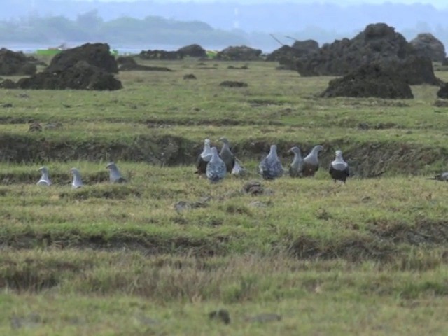 Spotted Imperial-Pigeon - ML201661631