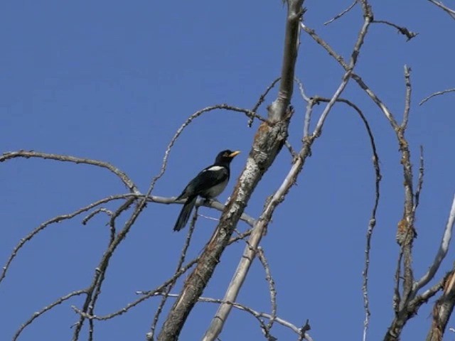 Yellow-billed Magpie - ML201661821