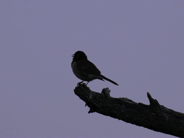 Dark-eyed Junco (Oregon) - ML201661831