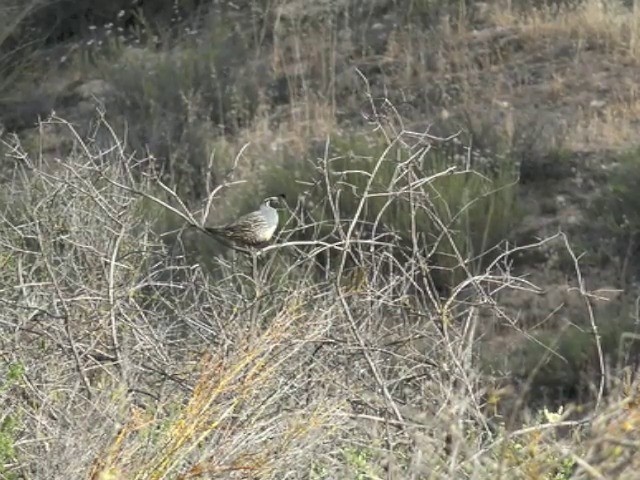 California Quail - ML201661851