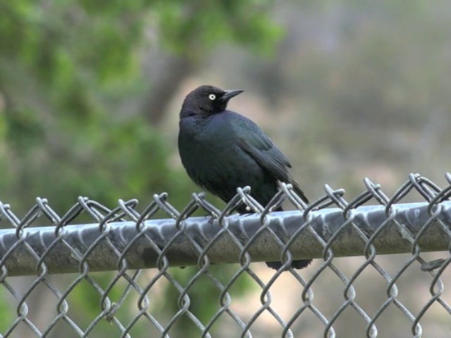 Brewer's Blackbird - ML201661871