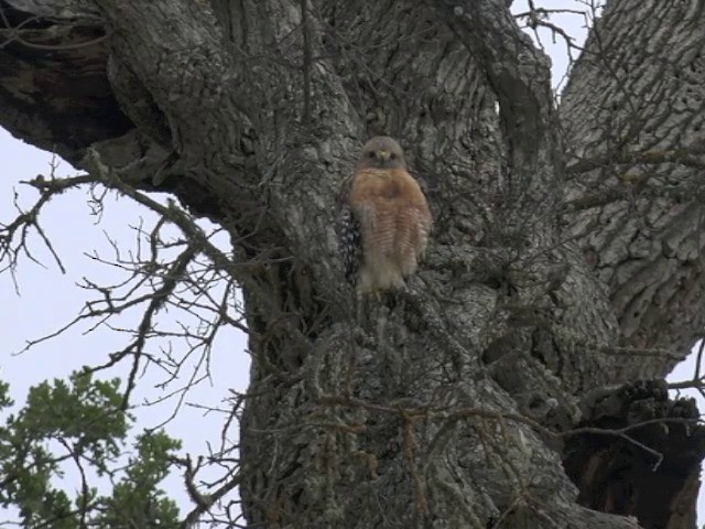 Red-shouldered Hawk (elegans) - ML201661881