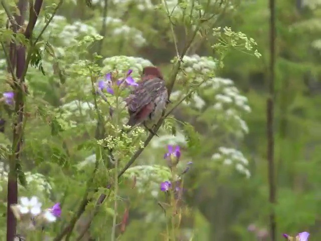 House Finch (Common) - ML201661911