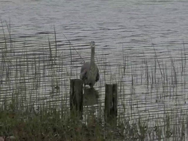 Great Blue Heron (Great Blue) - ML201661921