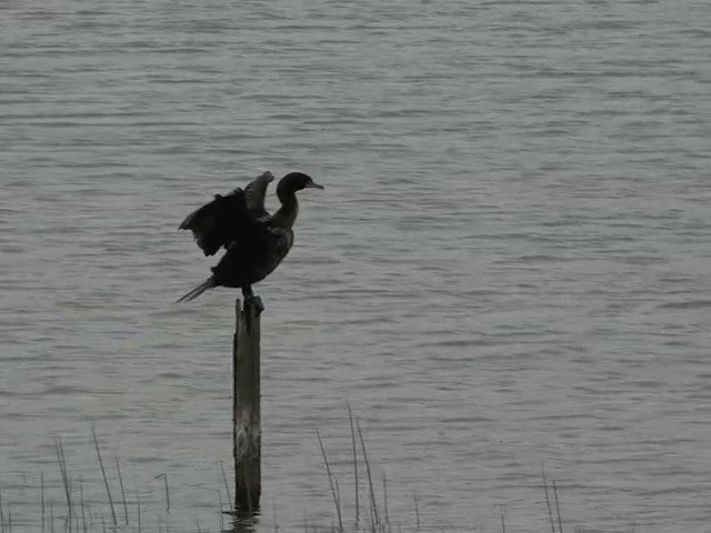 Cormorán Orejudo - ML201661931