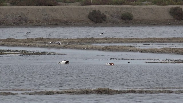 Common Shelduck - ML201662111