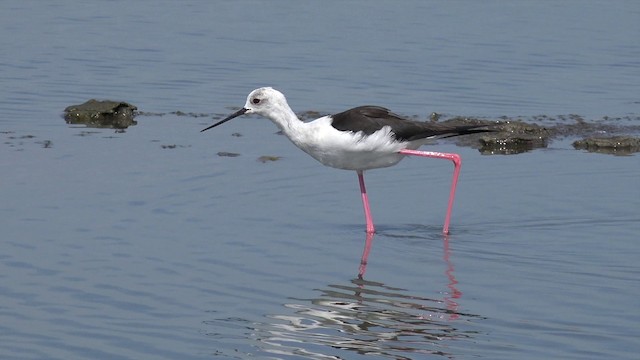 Black-winged Stilt - ML201662171