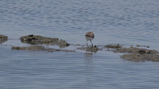 Kentish Plover (Kentish) - ML201662191